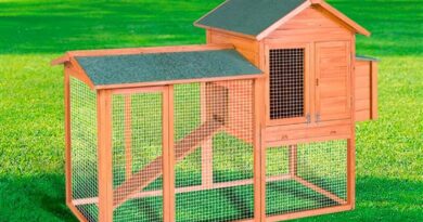 Best Small Chicken Coop Interior Layouts