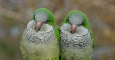 How Long Do Quaker Parrots Live