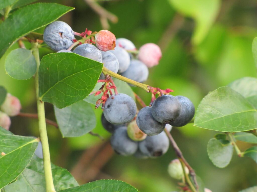 benefits of blueberry fiber