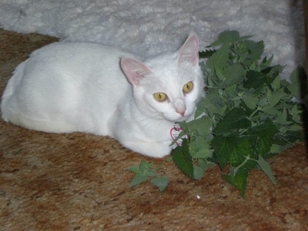 what does catnip look like