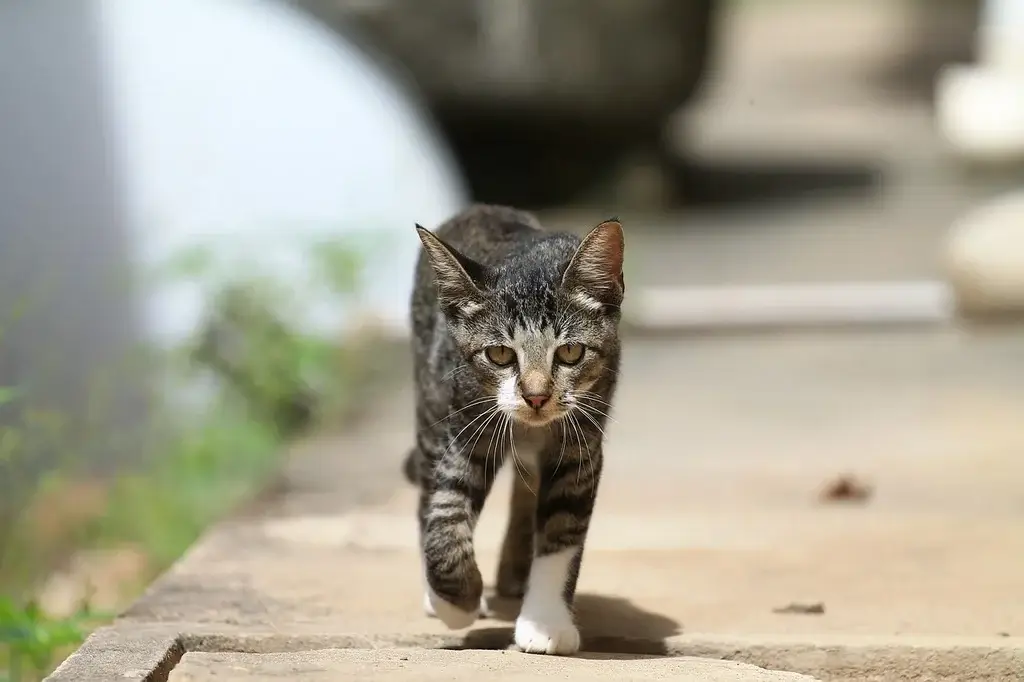 The Best Flea Treatment for Cats 2026