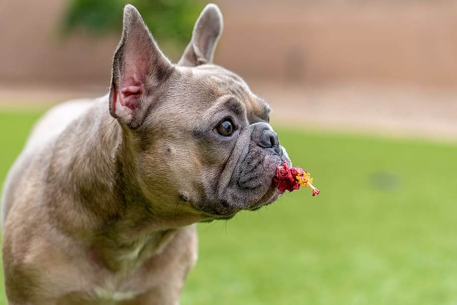 Best Food for French Bulldogs