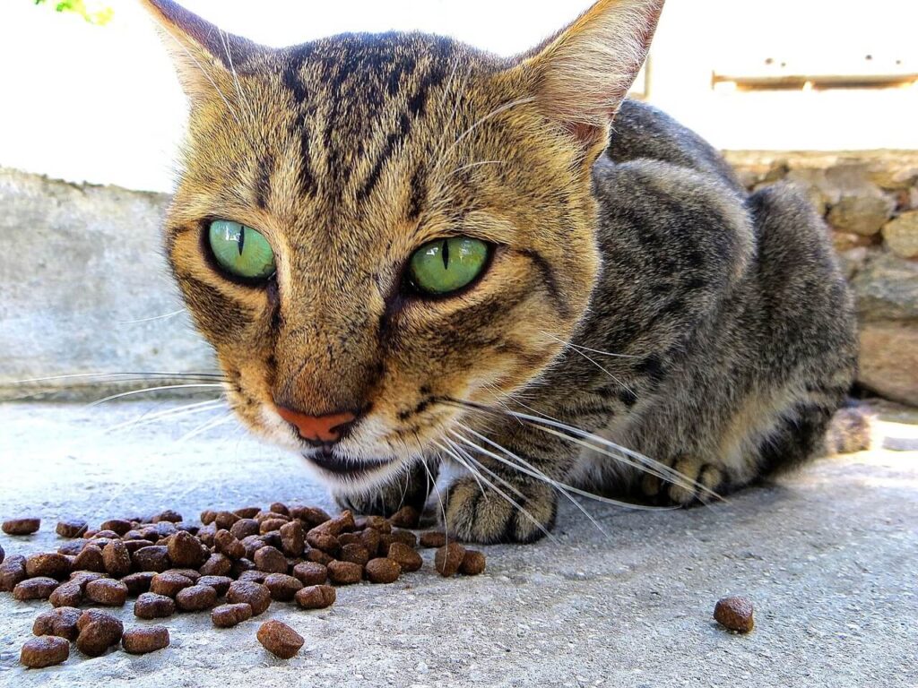 Mouser Cat Food