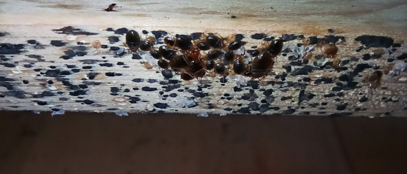 what does bed bug poop look like